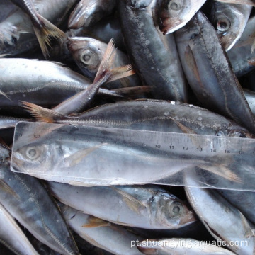 Cavala de cavalo de peixe de exportação congelada para venda